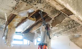 Reliable Vienna, IL Mold Removal Services Solutions